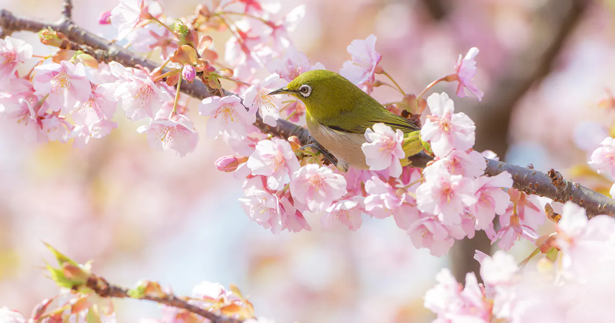 美は細部に！桜の美しさがチーム構成とシステム開発に通じる理由