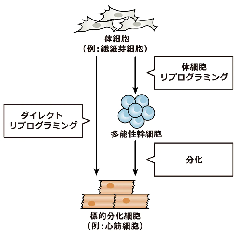 ダイレクトリプログラミングとiPS細胞の違い
