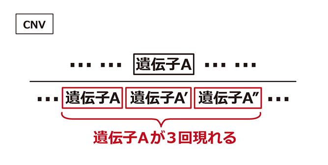 CNVの例