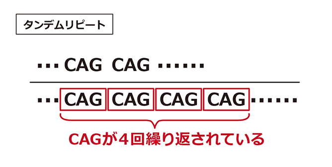 タンデムリピートの例