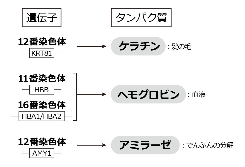 遺伝子はタンパク質の設計図