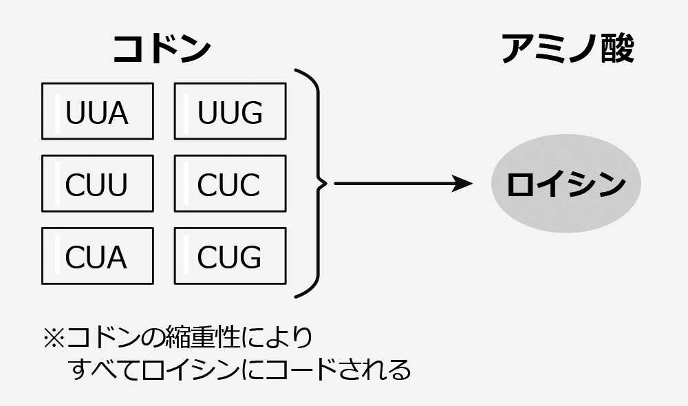 6種類のコドンからロイシンがコードされる