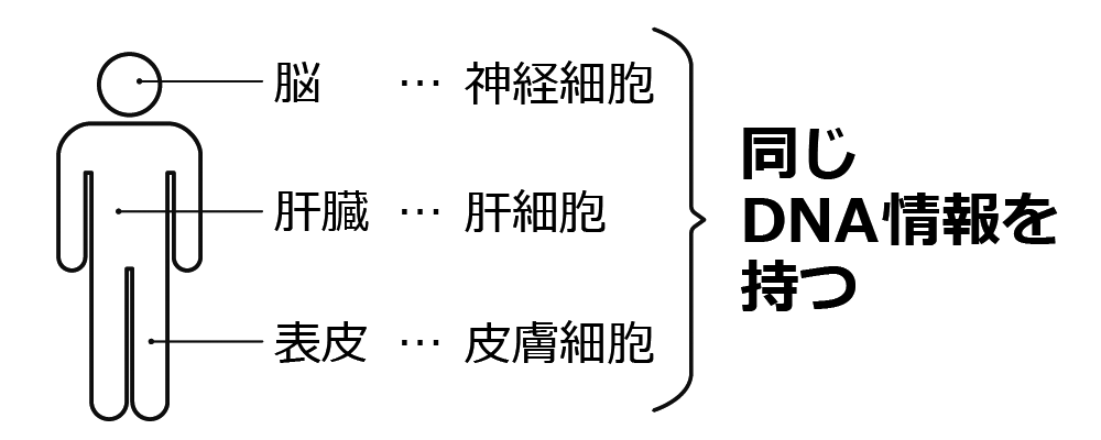 全身の細胞のほとんどが同じDNA情報を持つ