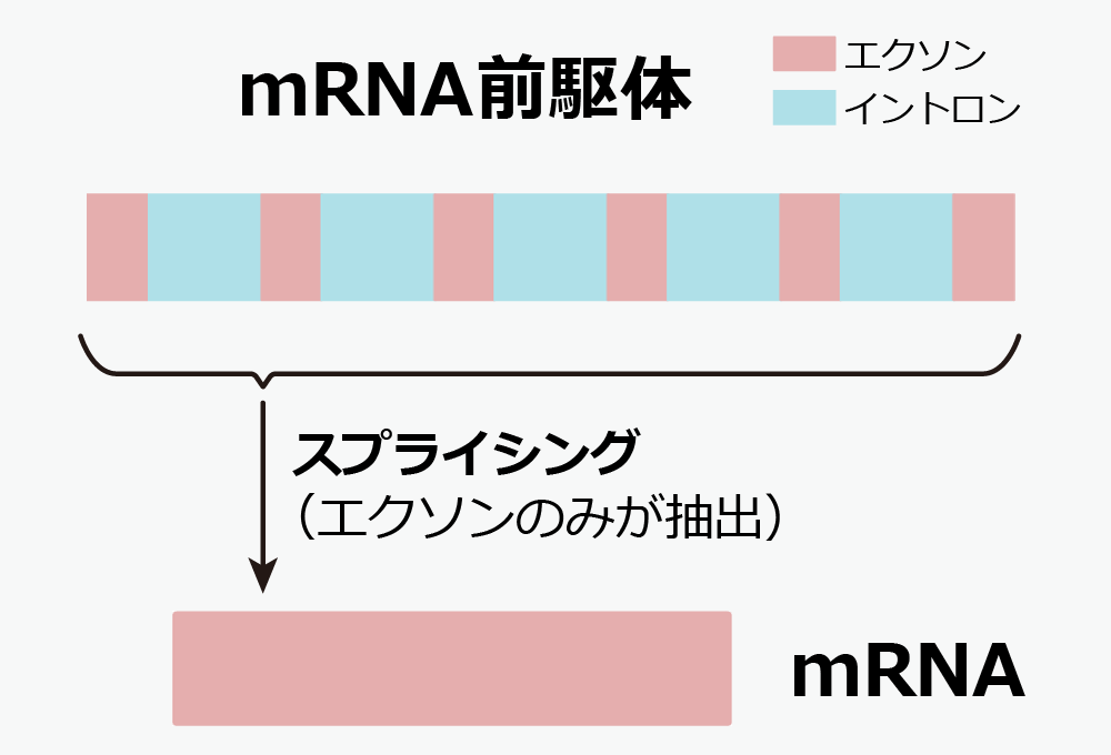 スプライシングの流れ
