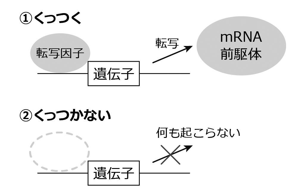 転写因子は遺伝子の働きを決めるスイッチ